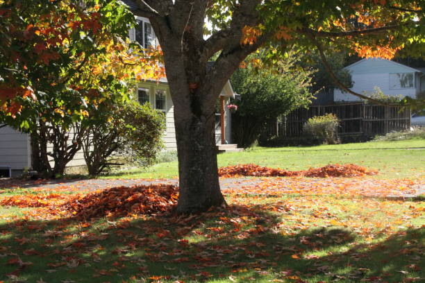 istock Fallen Leaves Starting To Pile Up 1281157712