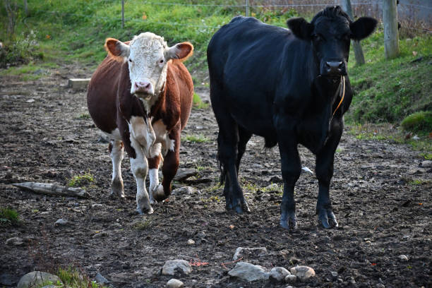istock Bovine companions 1281157792