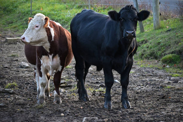 istock Portrait of two steers in mud 1281157819