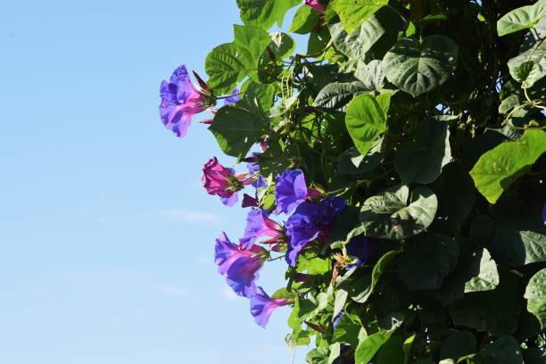 istock Ipomoea indica flowers that covered the house. 1281158705