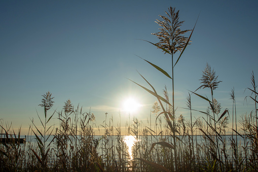 View of sea grass  at sunrise at Osprey Park in Mastic Beach, Suffolk County,, Long Island NY.