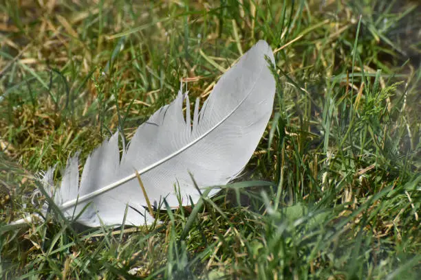 Large gray bird feather sitting in cut grass.