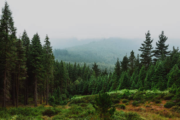 istock Tall green trees on foggy day 1281160392