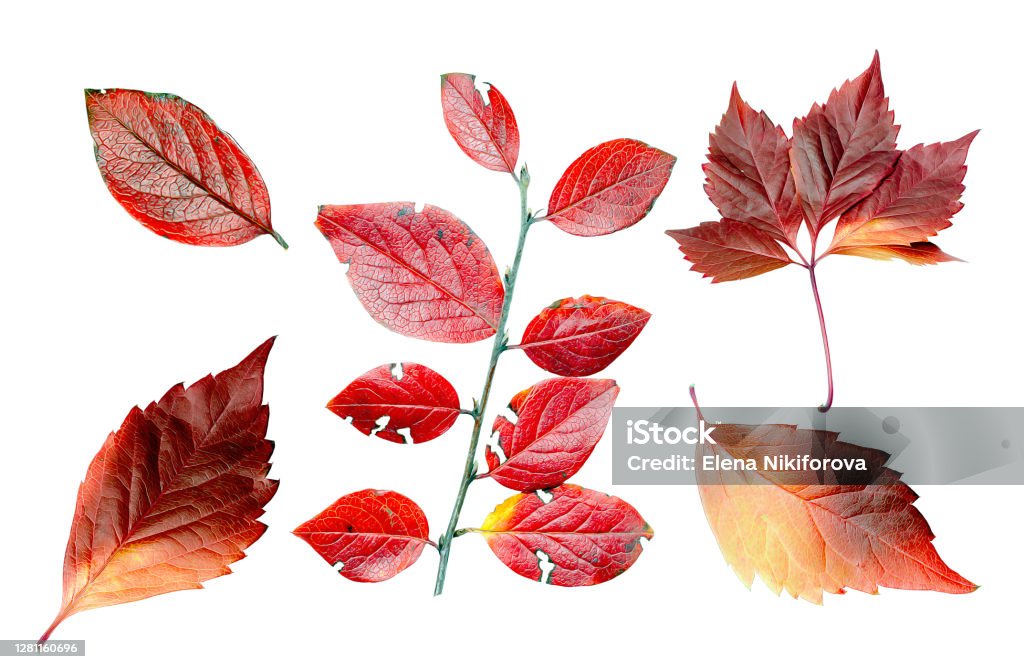 Collection of colorful and vibrant autumn leaves isolated on white background Collection of colorful and vibrant autumn leaves isolated on white background. View from above. Oil style Autumn Stock Photo