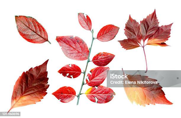 Collection Of Colorful And Vibrant Autumn Leaves Isolated On White Background Stock Photo - Download Image Now
