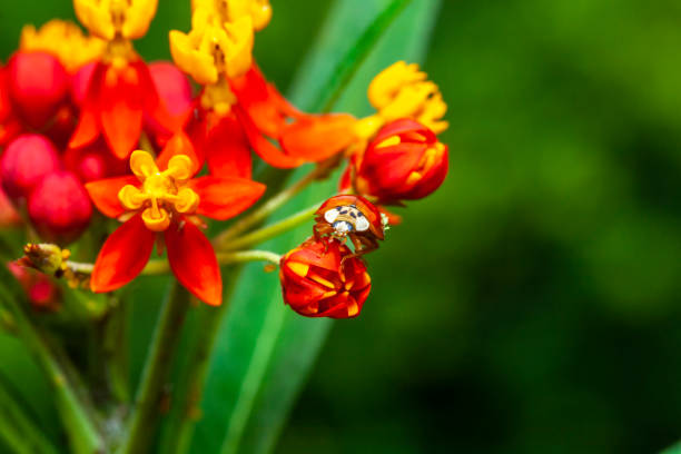 A brightly coloured Ladybird on a piece of wood.