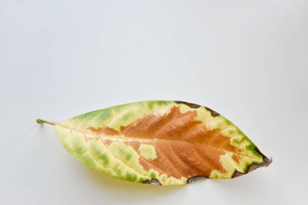 селективный фокус на павших листьев авокадо с сушеными пятнами, студия выстрел - avocado brown стоковые фото и изображения