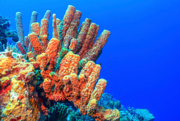 istock Caribbean coral garden bonaire 1281168133