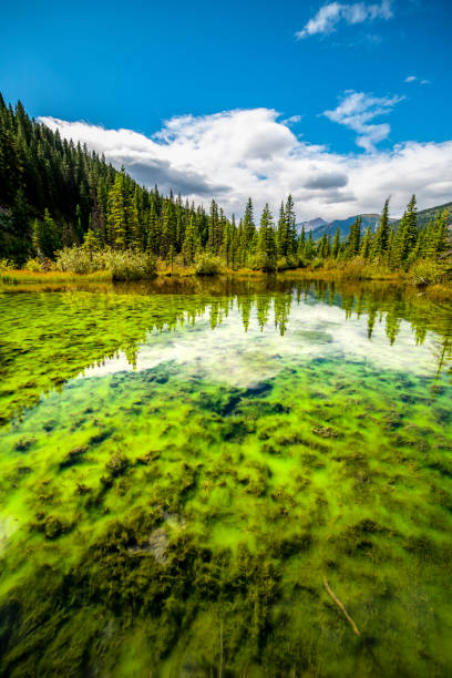 Algae growing in clear lake with mountains reflected in water