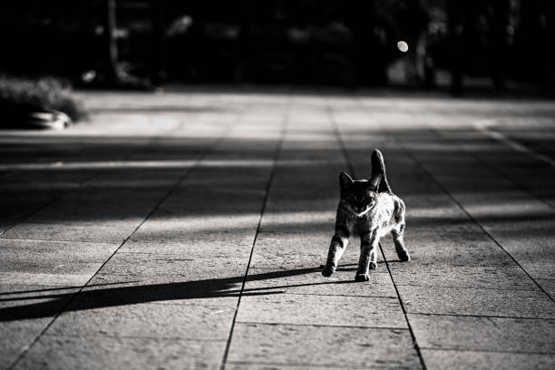 Monochrome domestic cat silhouette with shadow