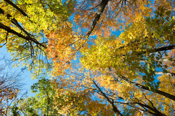Fall colours in Canada
