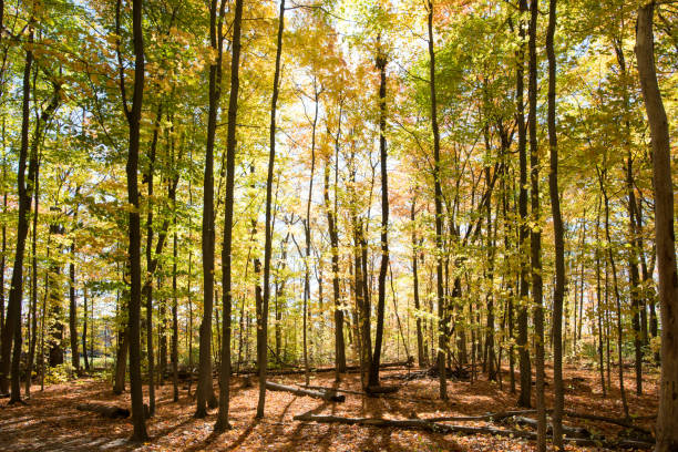 les lumières du soleil brillent à travers les bois d’érable en automne en ontario - autumn oak tree sun photos et images de collection