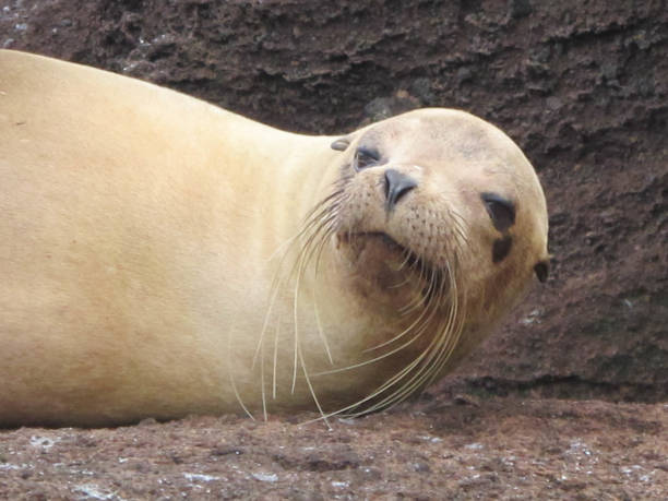 istock Fur seal, Galapagos Islands 1281174697