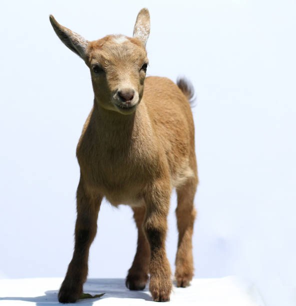 istock Baby goat on white background 1281175328