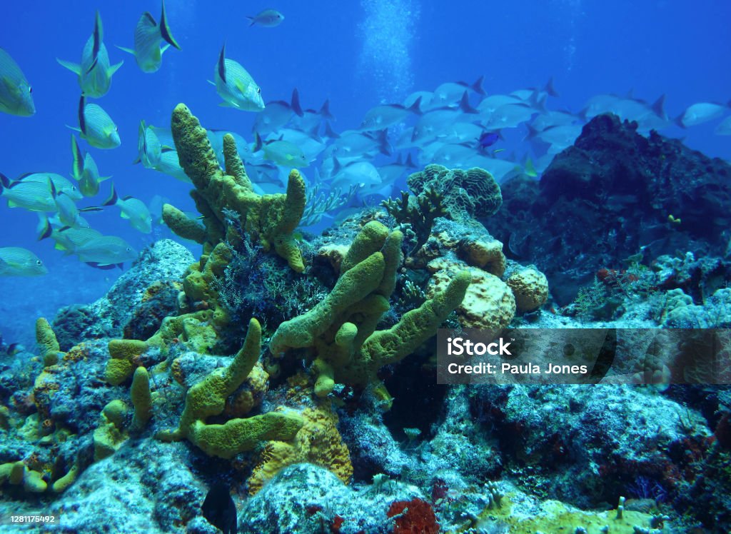 Cozumel Underwater Life Cozumel's reefs are home to an abundance of sea life Animal Stock Photo