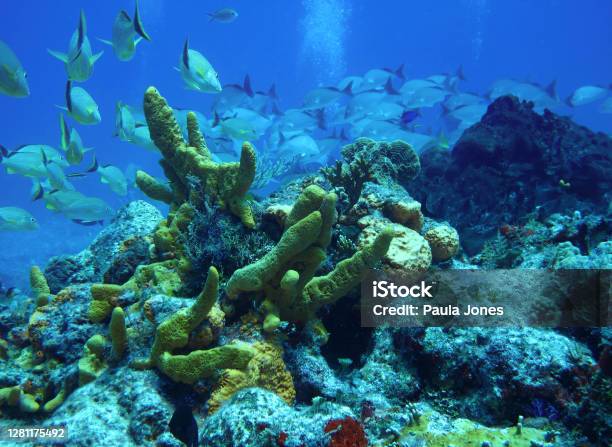 Cozumel Underwater Life Stock Photo - Download Image Now - Animal, Animal Wildlife, Animals In The Wild