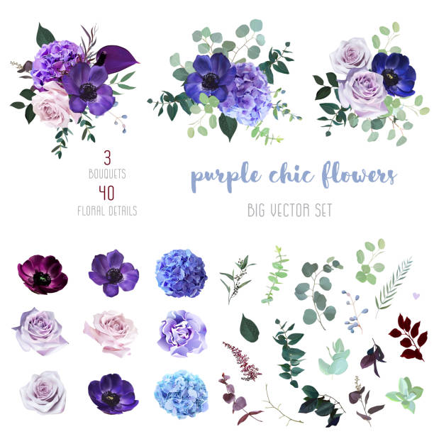 Marvelous violet, purple and burgundy anemone, dusty mauve and lilac rose Marvelous violet, purple and burgundy anemone, dusty mauve and lilac rose, hydrangea, astilbe,eucalyptus big vector design set. Stylish fall wedding bunch of flowers.Elements are isolated and editable violet flower stock illustrations