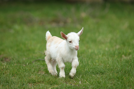Lovely white baby goat running on grass, New England, USA