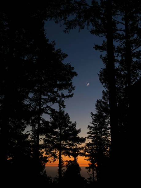 istock Twilight in redwood forest with moon over ocean 1281183496