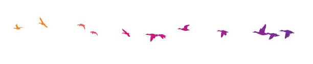 Vector illustration of Mallard ducks flying in formation