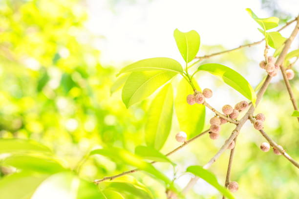 kleine früchte der indischen feige, ficus microcarpa, chinesische banyan, indische lorbeer, malaiische banyan, vorhang feige auf zweigen mit grünen blättern in der natur hintergrund - indian laurel fig stock-fotos und bilder