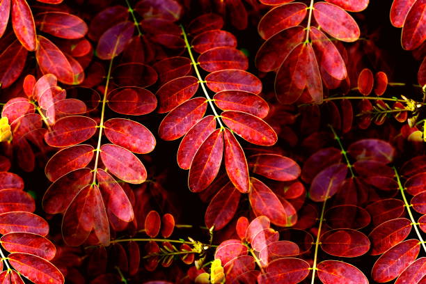 istock Red leaves background on leafstalk with branches on tree in tropical climates 1281188307