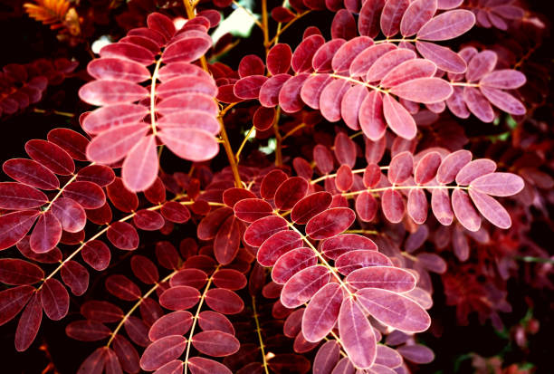 istock Red leaves background on leafstalk with branches on tree in tropical climates 1281188317