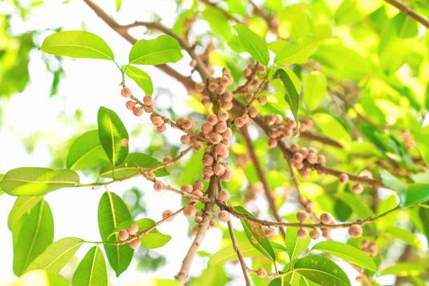 kleine früchte der indischen feige, ficus microcarpa, chinesische banyan, indische lorbeer, malaiische banyan, vorhang feige auf zweigen mit grünen blättern in der natur hintergrund - indian laurel fig stock-fotos und bilder