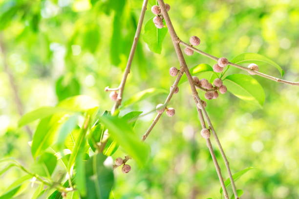 kleine früchte der indischen feige, ficus microcarpa, chinesische banyan, indische lorbeer, malaiische banyan, vorhang feige auf zweigen mit grünen blättern in der natur hintergrund - indian laurel fig stock-fotos und bilder