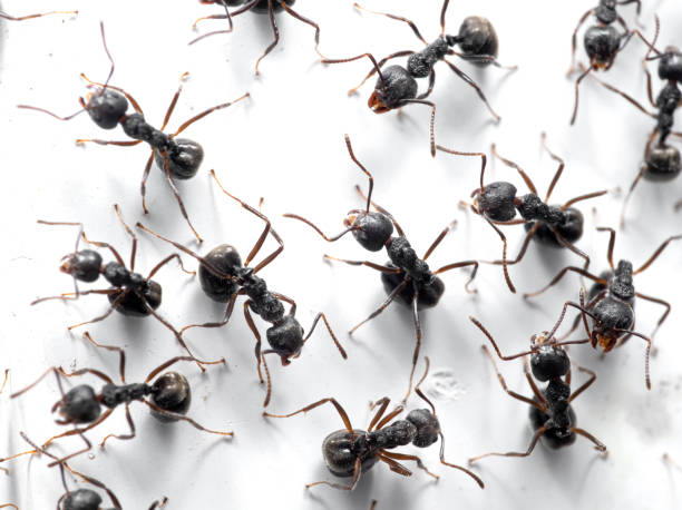 Macro Photo of Group of Black Ants are Sitting on White Wall Macro Photography of Group of Black Ants are Sitting on White Wall ants-walking stock pictures, royalty-free photos & images