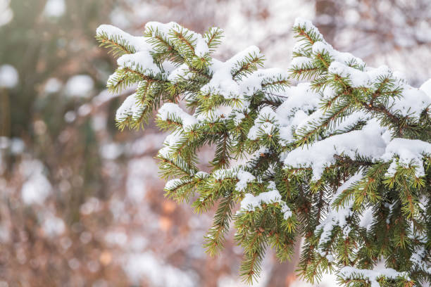 istock Fir branch with needles is covered with snow in the sunset light 1281190621
