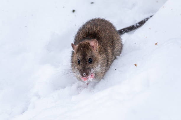 istock Brown rat is eating seeds sitting on the snow 1281190629