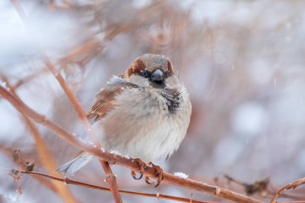 istock Sparrow sits on a branch without leaves. 1281190653