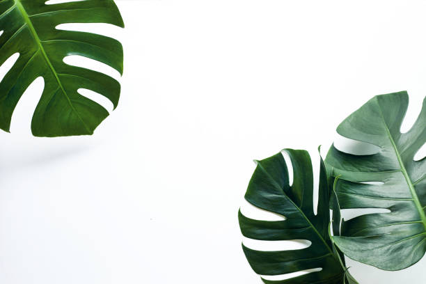 istock Beautiful Monstera leaf isolated on white background 1281194356