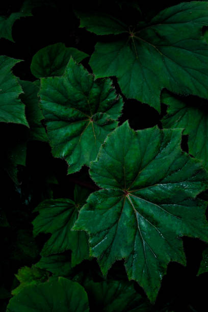 istock closeup nature view of green leaf background 1281194398