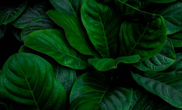 istock closeup nature view of green leaf background 1281194407