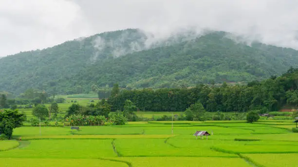Green rice field on the mountain range tropical rainforest canopy at Chiangrai province in northern of Thailand with more mist and cloudy background sky