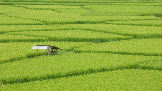 Cottage in Rice Field in North Thailand