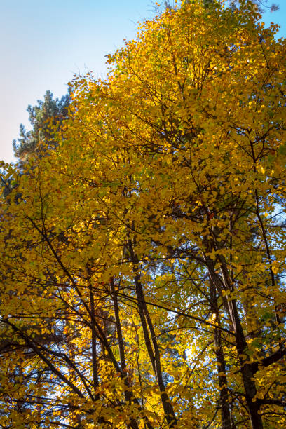 istock Bright colors of autumn 1281194542
