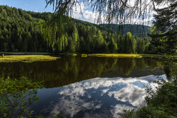 istock clear mountain lake with trees and green plants 1281194736