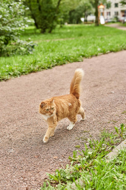 istock A ginger cat walks along the park path along the green grass with his fluffy tail raised 1281195306
