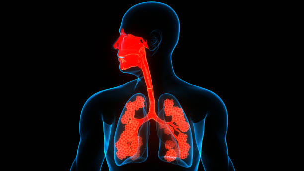 istock Human Respiratory System Lungs with Alveoli Anatomy 1281198425