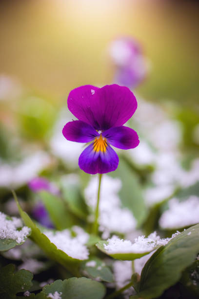 istock Flower of calendula under snow 1281198431