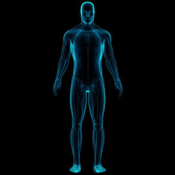 istock Human Body Muscular System Muscles Anatomy 1281198460