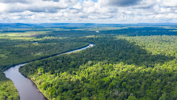 istock Aerial view of the Borneo rainforest. 1281199110