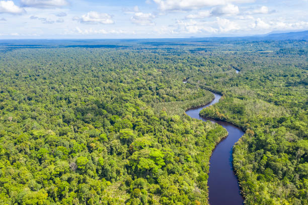 istock Aerial view of the Borneo rainforest. 1281199113
