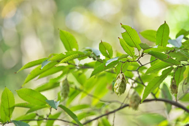 istock Carpinus japonica 1281199135