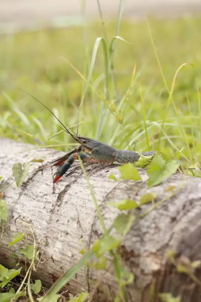 Redclaw Crayfish (Cherax Quadricarinatus) outdoor on dead tree