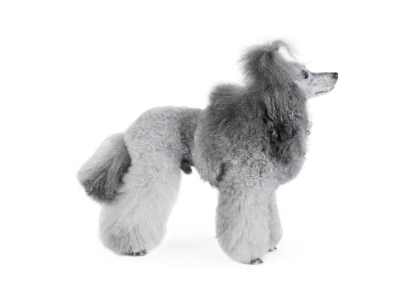 흰색 배경에 고립 된 서 회색 순종 푸들 - grooming dog pets poodle 뉴스 사진 이미지