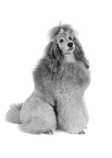 istock Gray poodle sitting isolated on a white background 1281199347